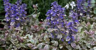 Attēlu rezultāti vaicājumam “Ajuga reptans flower”