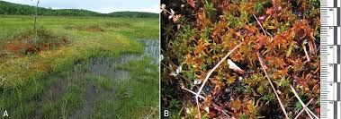 Attēlu rezultāti vaicājumam “Breidleria pratensis”