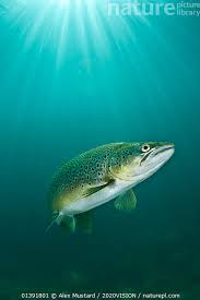 Image result for Salmo trutta