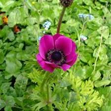 Image result for Machynlleth Bowling Club