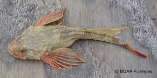 Image result for Myoxocephalus quadricornis