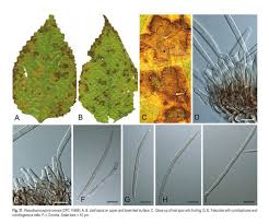 Attēlu rezultāti vaicājumam “Mycosphaerella ulmi”