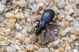 Attēlu rezultāti vaicājumam “Pterostichus aethiops”