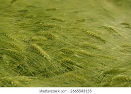 Attēlu rezultāti vaicājumam “Hordeum vulgare fruit”