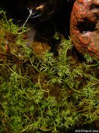 Attēlu rezultāti vaicājumam “Utricularia minor bud”