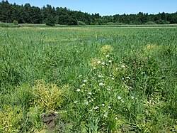 Attēlu rezultāti vaicājumam “Oenanthe aquatica fruit”