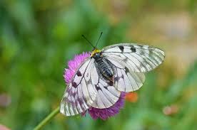 Attēlu rezultāti vaicājumam “Parnassius mnemosyne underside”