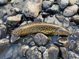 Attēlu rezultāti vaicājumam “Lota lota”