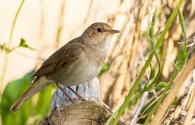 Image result for Luscinia luscinia