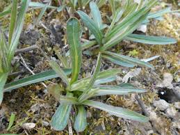 Attēlu rezultāti vaicājumam “Hieracium umbellatum”