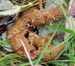 Image result for cestoda excrement dog