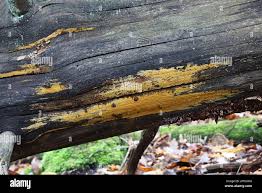 Attēlu rezultāti vaicājumam “Crustoderma dryinum”