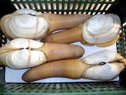 Image result for geoduck