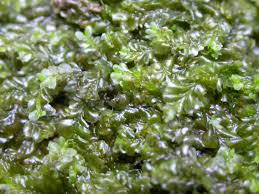 Attēlu rezultāti vaicājumam “Chiloscyphus”