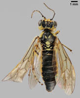 Attēlu rezultāti vaicājumam “Rhogogaster picta”