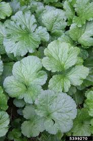 Attēlu rezultāti vaicājumam “Geum urbanum leaf”