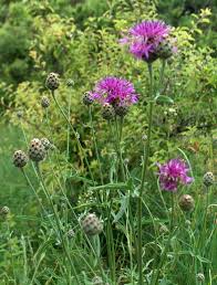 Attēlu rezultāti vaicājumam “Centaurea scabiosa flower”