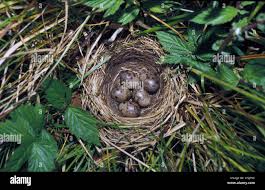 Attēlu rezultāti vaicājumam “Emberiza schoeniclus eggs”