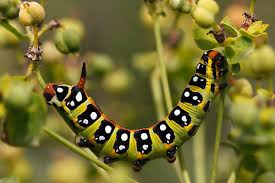 Attēlu rezultāti vaicājumam “Sphinx ligustri larva”