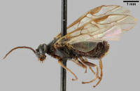 Attēlu rezultāti vaicājumam “Pristiphora maesta”