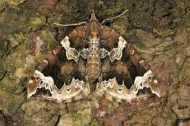 Attēlu rezultāti vaicājumam “Eulithis prunata”