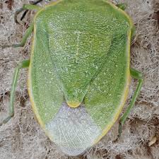 Attēlu rezultāti vaicājumam “Chlorochroa pinicola”