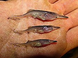 Image result for Polyodon spathula