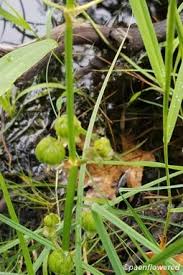 Attēlu rezultāti vaicājumam “Alismataceae”
