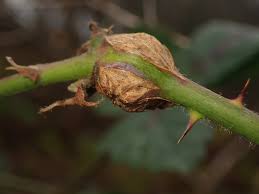 Attēlu rezultāti vaicājumam “Lasioptera rubi”