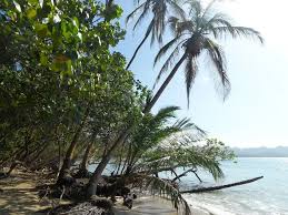 Image result for cahuita costa rica