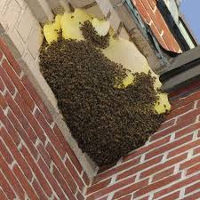 Image result for East Kilbride Wasps