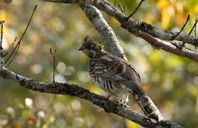 Attēlu rezultāti vaicājumam “Tetrastes bonasia”