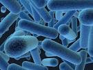 Can the <b>bacteria</b> in our bodies