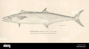 Image result for Scomberomorus cavalla