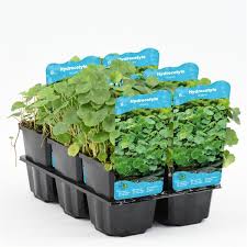 Attēlu rezultāti vaicājumam “Hydrocotyle vulgaris fruit”