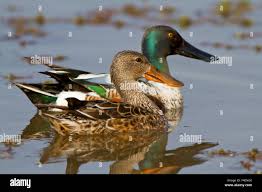 Attēlu rezultāti vaicājumam “Anas clypeata male”