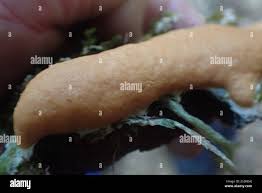 Attēlu rezultāti vaicājumam “Dictydiaethalium plumbeum spores”