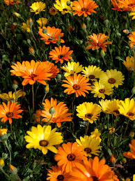 Image result for Dimorphotheca sinuata