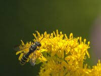 Attēlu rezultāti vaicājumam “Cerceris arenaria”