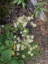 Attēlu rezultāti vaicājumam “Laserpitium latifolium leaf”