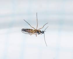 Attēlu rezultāti vaicājumam “Sciaridae”