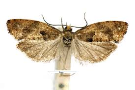 Attēlu rezultāti vaicājumam “Epinotia sordidana”