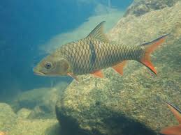 Image result for Cyprinus rubrofuscus