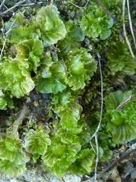 Attēlu rezultāti vaicājumam “Blepharostoma trichophyllum sporophyte”