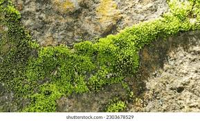 Attēlu rezultāti vaicājumam “Funaria hygrometrica”