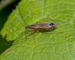 Attēlu rezultāti vaicājumam “Nabidae”