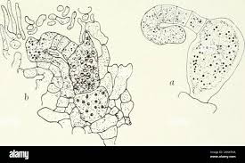 Attēlu rezultāti vaicājumam “Ascobolus furfuraceus”