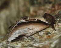 Attēlu rezultāti vaicājumam “Pheosia gnoma male”