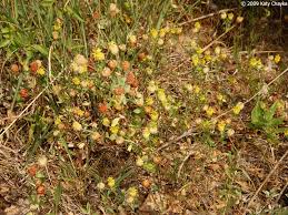 Attēlu rezultāti vaicājumam “Trifolium aureum leaf”