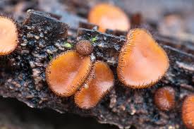 Attēlu rezultāti vaicājumam “Scutellinia scutellata”